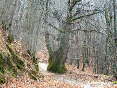 Sierra de Gata, Trevejo,Hoyos,Coria; amigos la granja de san ildefonso senderismo conocer gente